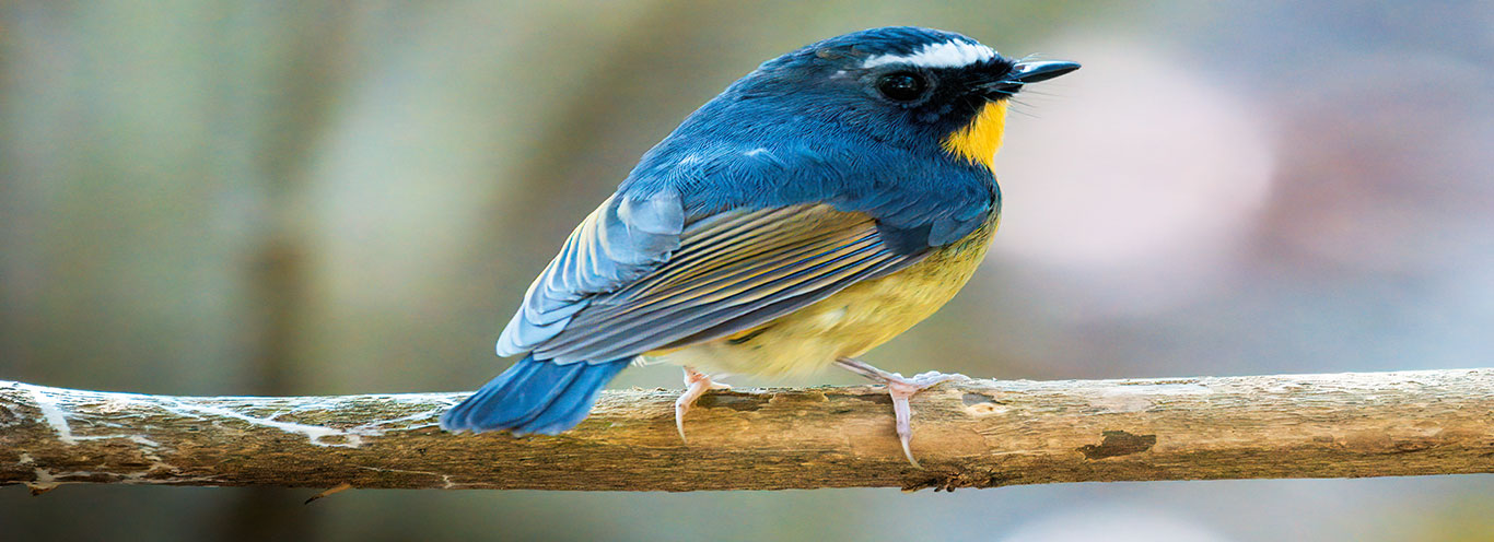 birding walk