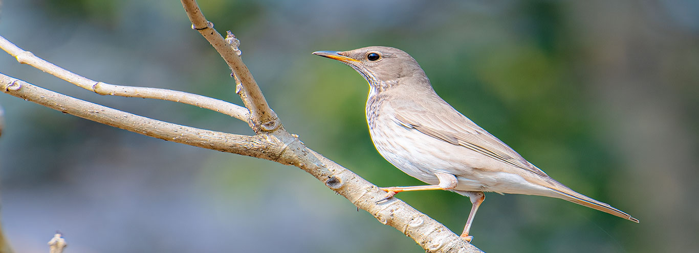 birding walk